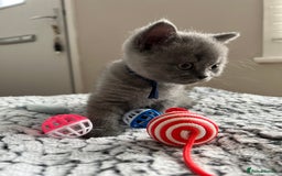British Shorthair cats for sale: Beautiful British Shorthair Kittens - Image 6