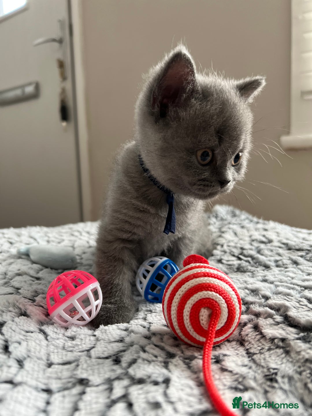 British Shorthair cats for sale: Beautiful British Shorthair Kittens - Image 6