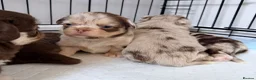 Chihuahua dogs for sale: Long coat chihuahua  - Advert 34