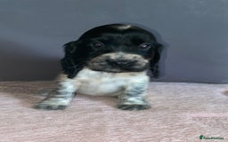 Cocker Spaniel dogs for sale: Outstanding KC Show Cockers 🐾 - Image 16