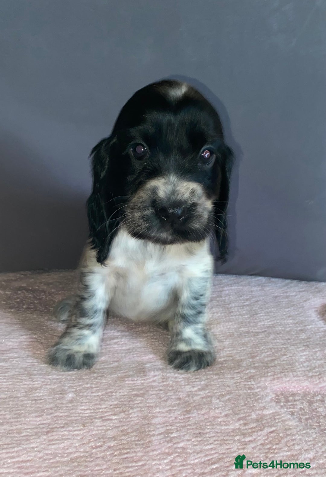 Cocker Spaniel dogs for sale: Outstanding KC Show Cockers 🐾 - Image 16