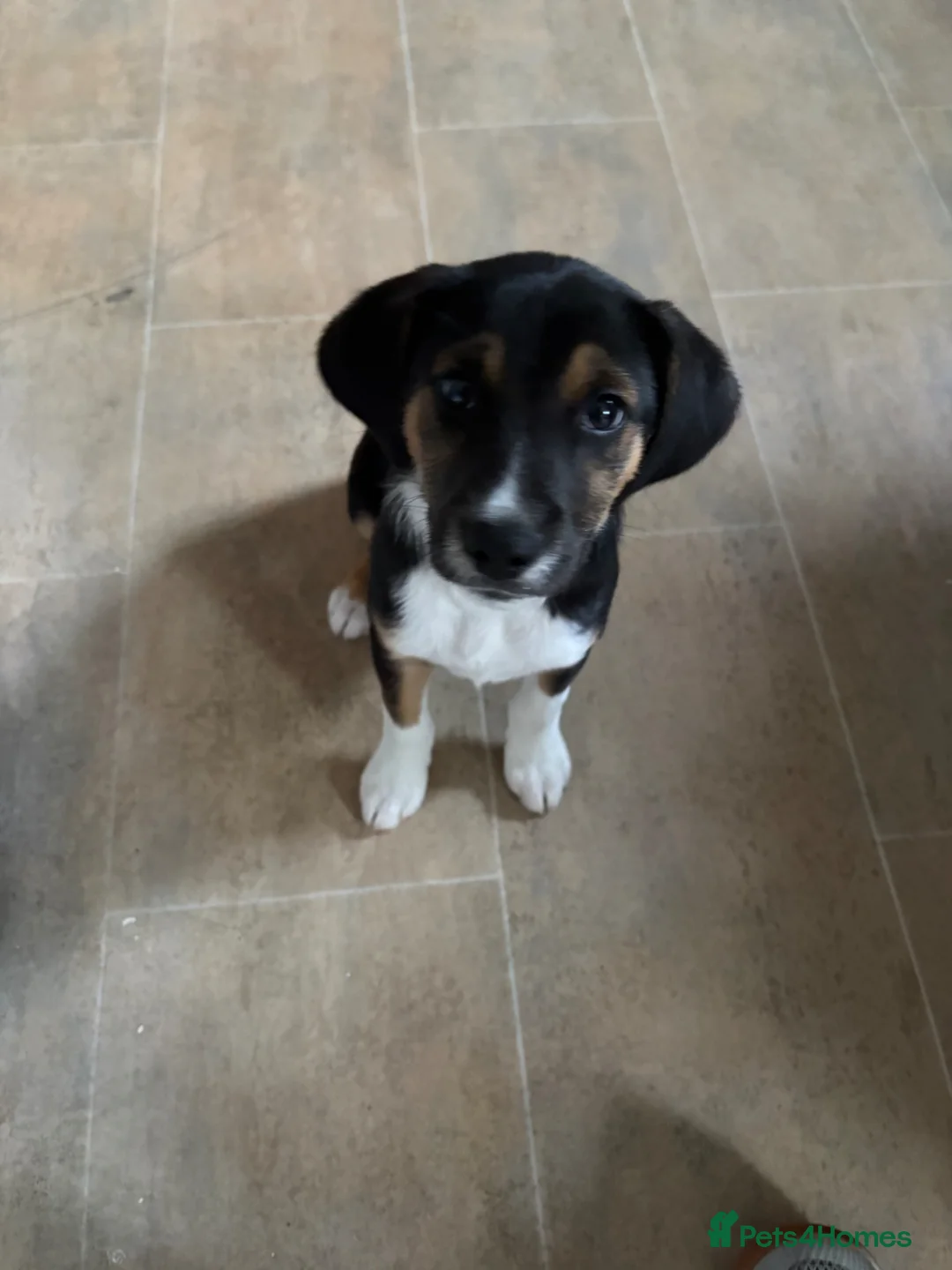 Mixed Breed dogs for sale: Male 11 weeks old  - Advert 5