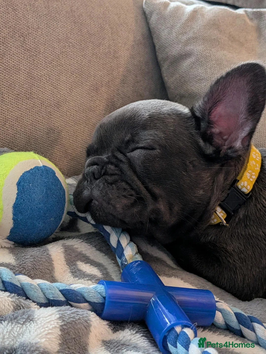 French Bulldog dogs for sale: French bulldog  - Advert 2