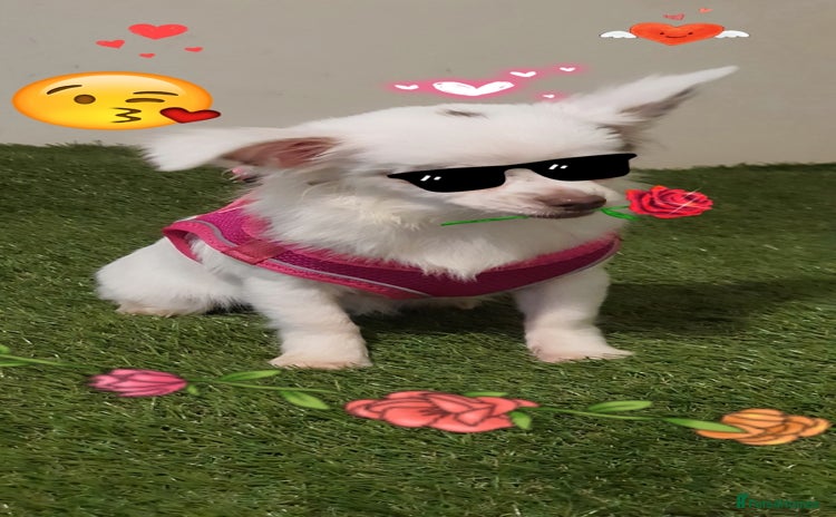 Chihuahua dogs - Advert 2