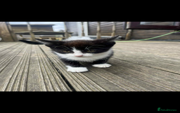 Mixed Breed cats for sale:  female kittens  - Image 2