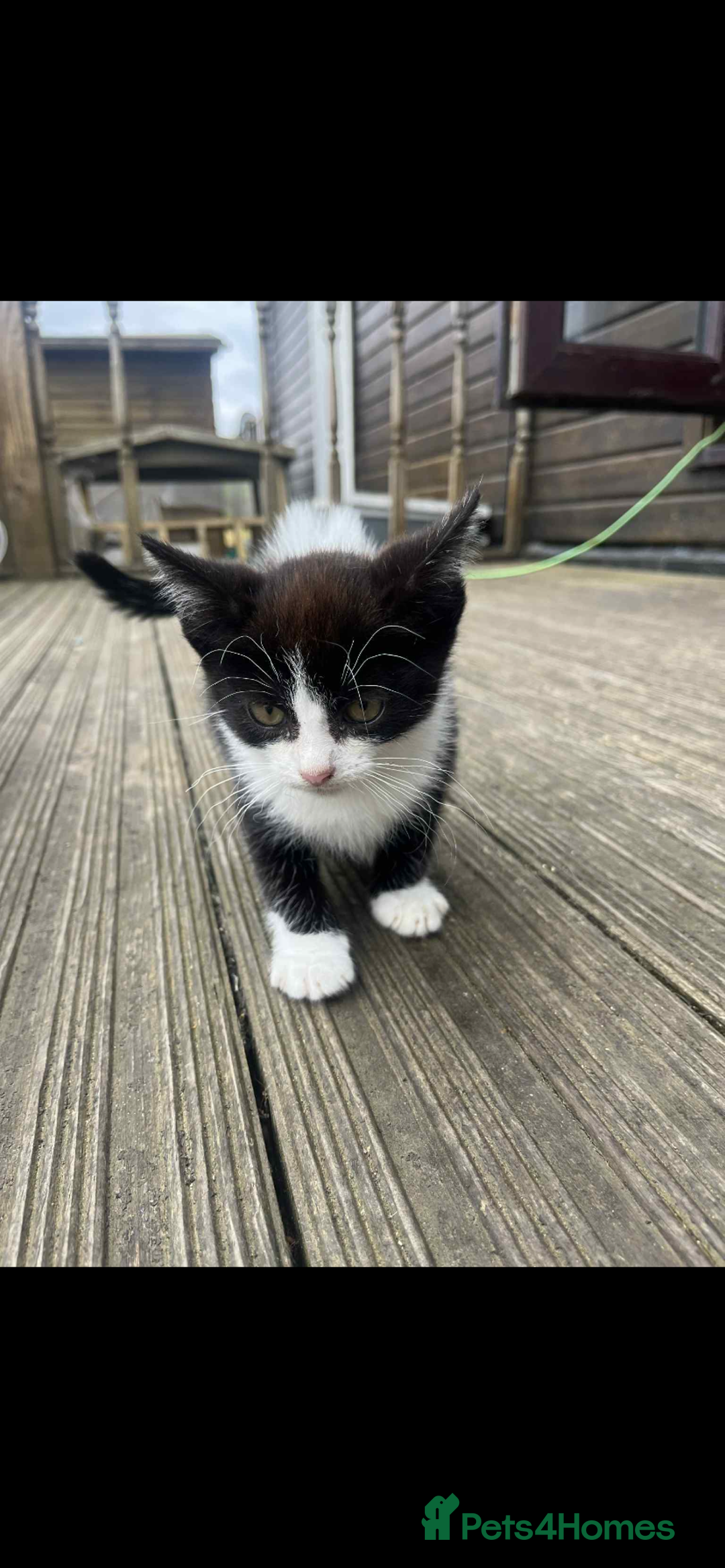 Mixed Breed cats for sale:  female kittens  - Image 2