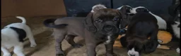 Mixed Breed dogs for sale: ADORABLE Boxer x puppies - Advert 5