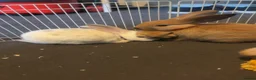 Mixed Breed rabbits for sale: rabbits  - Advert 7