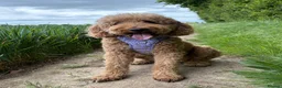 Labradoodle dogs for sale: Multigen labradoodle puppies - Advert 2