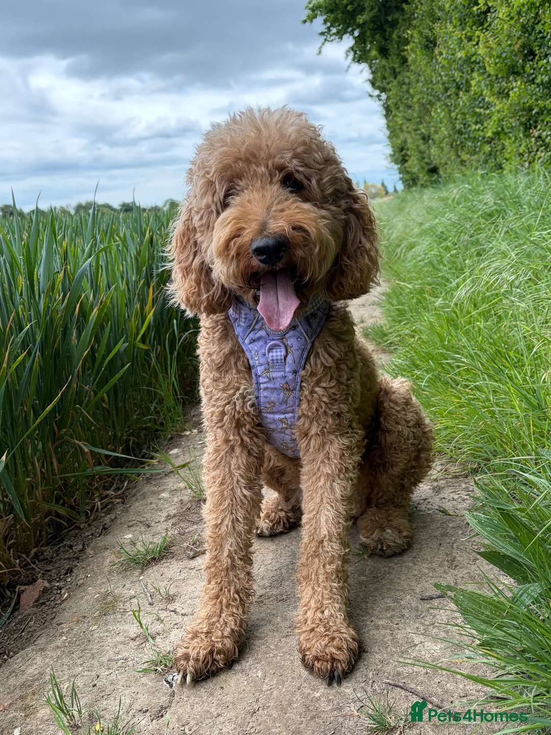 Labradoodle dogs for sale: Multigen labradoodle puppies - Advert 2