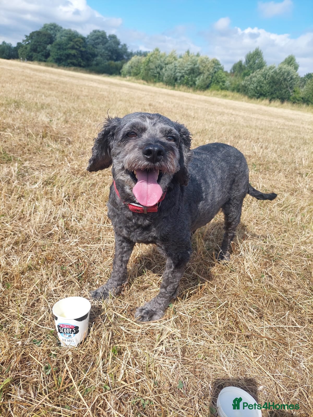 Mixed Breed dogs Energetic, loving and gentle boy - Advert 2