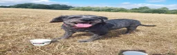 Mixed Breed dogs for sale: Energetic, loving and gentle boy - Advert 1