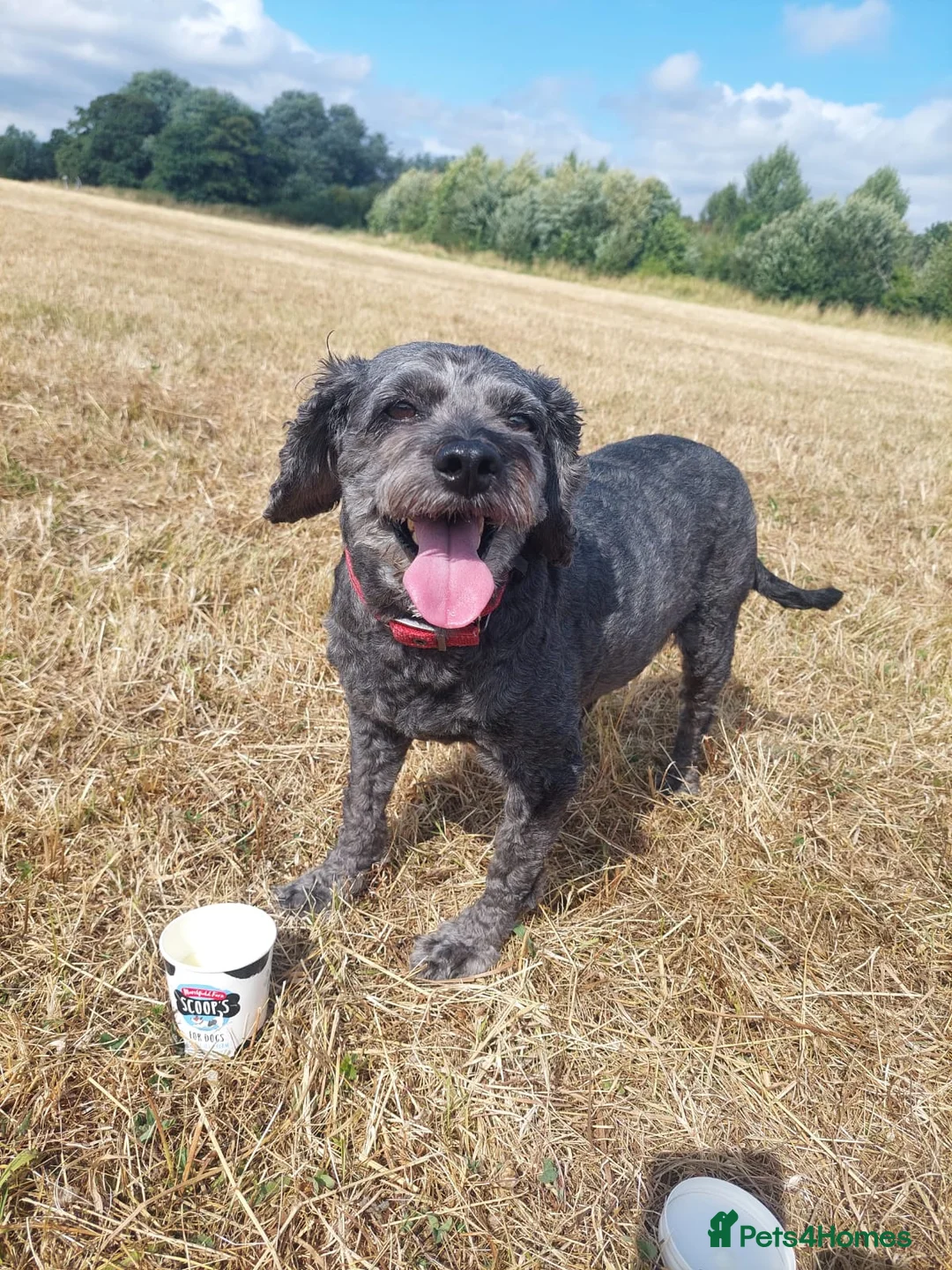 Mixed Breed dogs for sale: Energetic, loving and gentle boy - Advert 1