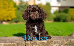 Cockapoo dogs for sale: ⭐️REDUCED⭐️ chocolate tri colour DNA clear F1 - Image 10