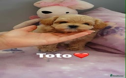Maltipoo dogs for sale: Tiny F1 Asian Maltipoo puppies. Ready now! - Image 19