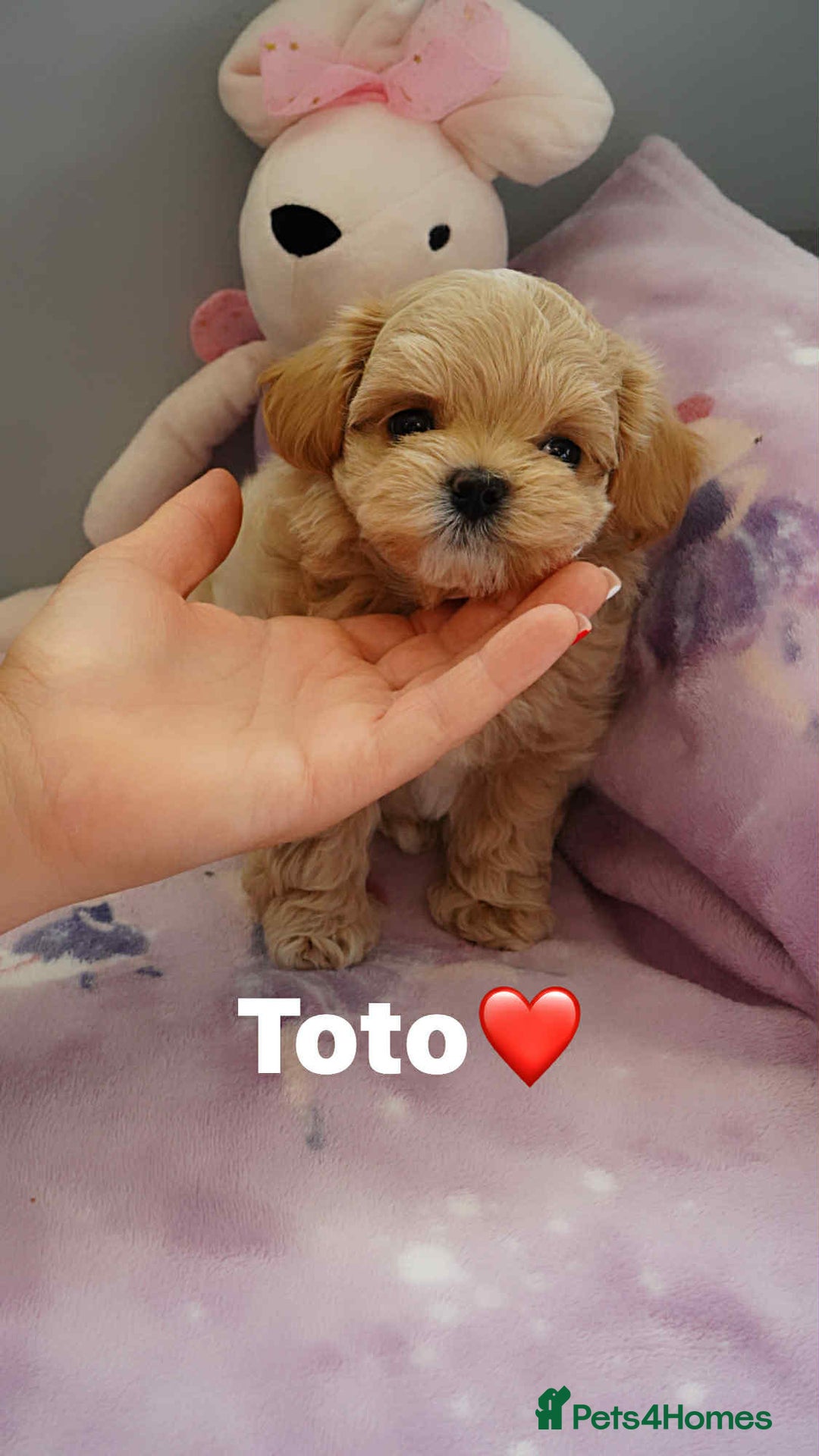 Maltipoo dogs for sale: Tiny F1 Asian Maltipoo puppies. Ready now! - Image 19