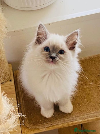 Ragdoll cats - Advert 16