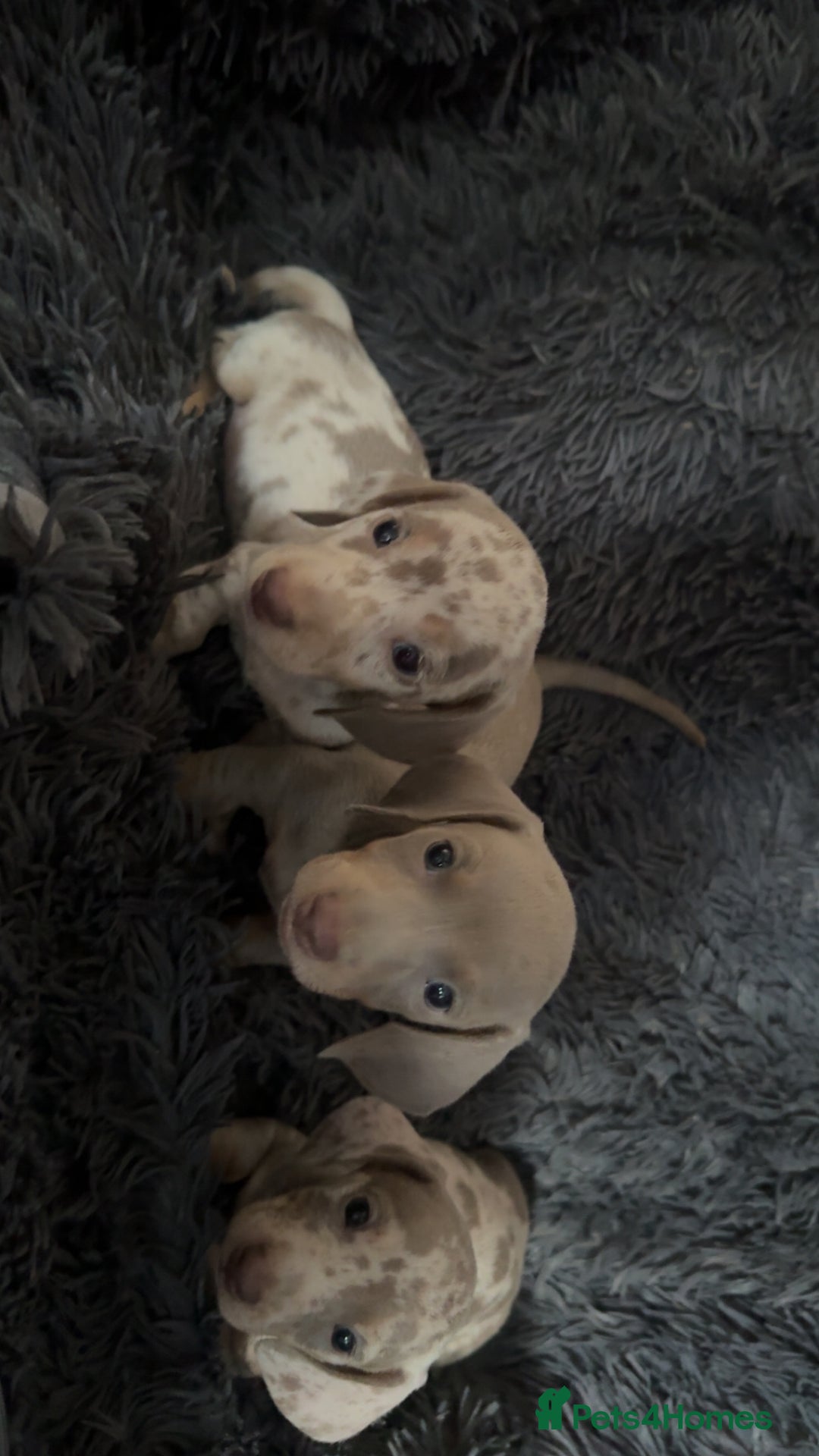 Miniature Dachshund dogs for sale: Izzabella mini dashaunds  - Image 1