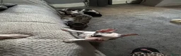 French Bulldog dogs for sale: beautiful french bull dog puppies - Advert 33