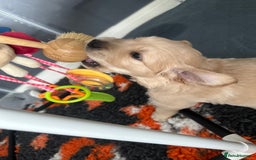 Golden Retriever dogs for sale: KC Golden Retriever Male. 🧬Health Tested Parents - Image 3