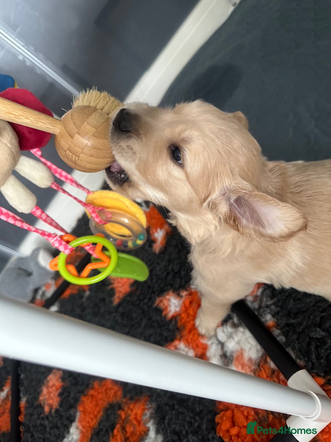 Golden Retriever dogs for sale: KC Golden Retriever Male. 🧬Health Tested Parents - Image 3