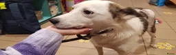 Mixed Breed dogs for sale: Meet wonderful JACK! in Sheffield - Advert 2