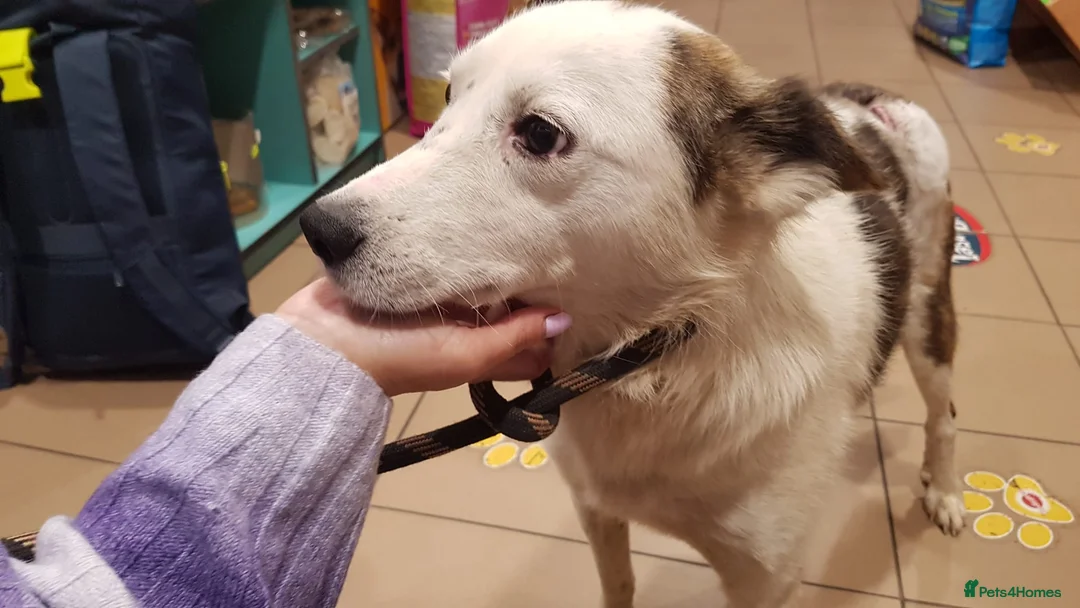 Mixed Breed dogs for sale: Meet wonderful JACK! in Sheffield - Advert 2