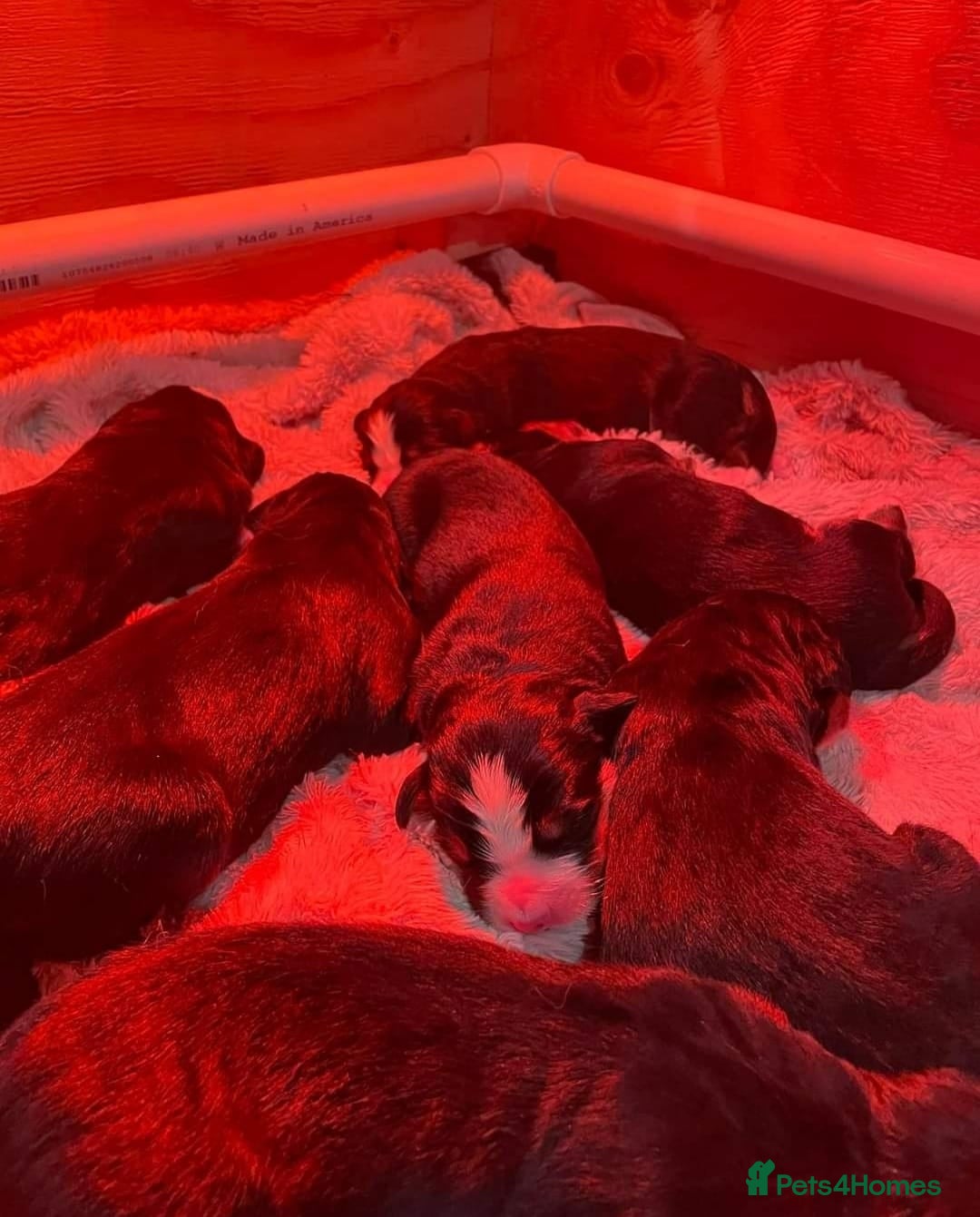 Bernese Mountain Dog dogs for sale: STUNNING CHUNKY BERNESE PUPPIES HEALTH CHECKED - Advert 5