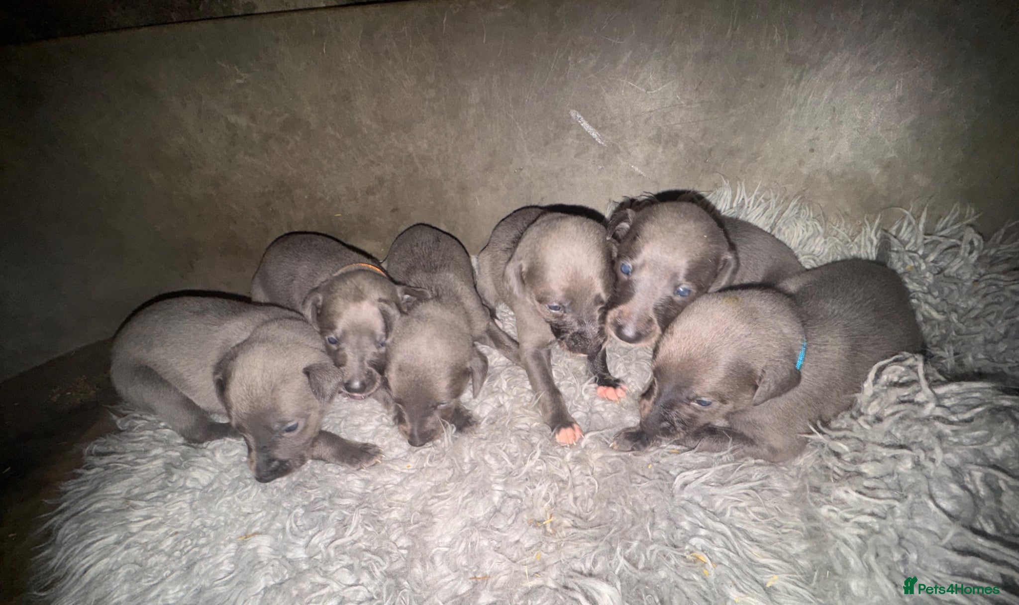 Whippet dogs for sale: 💙 Stunning KC Registered Blue Whippet Puppies  - Advert 7