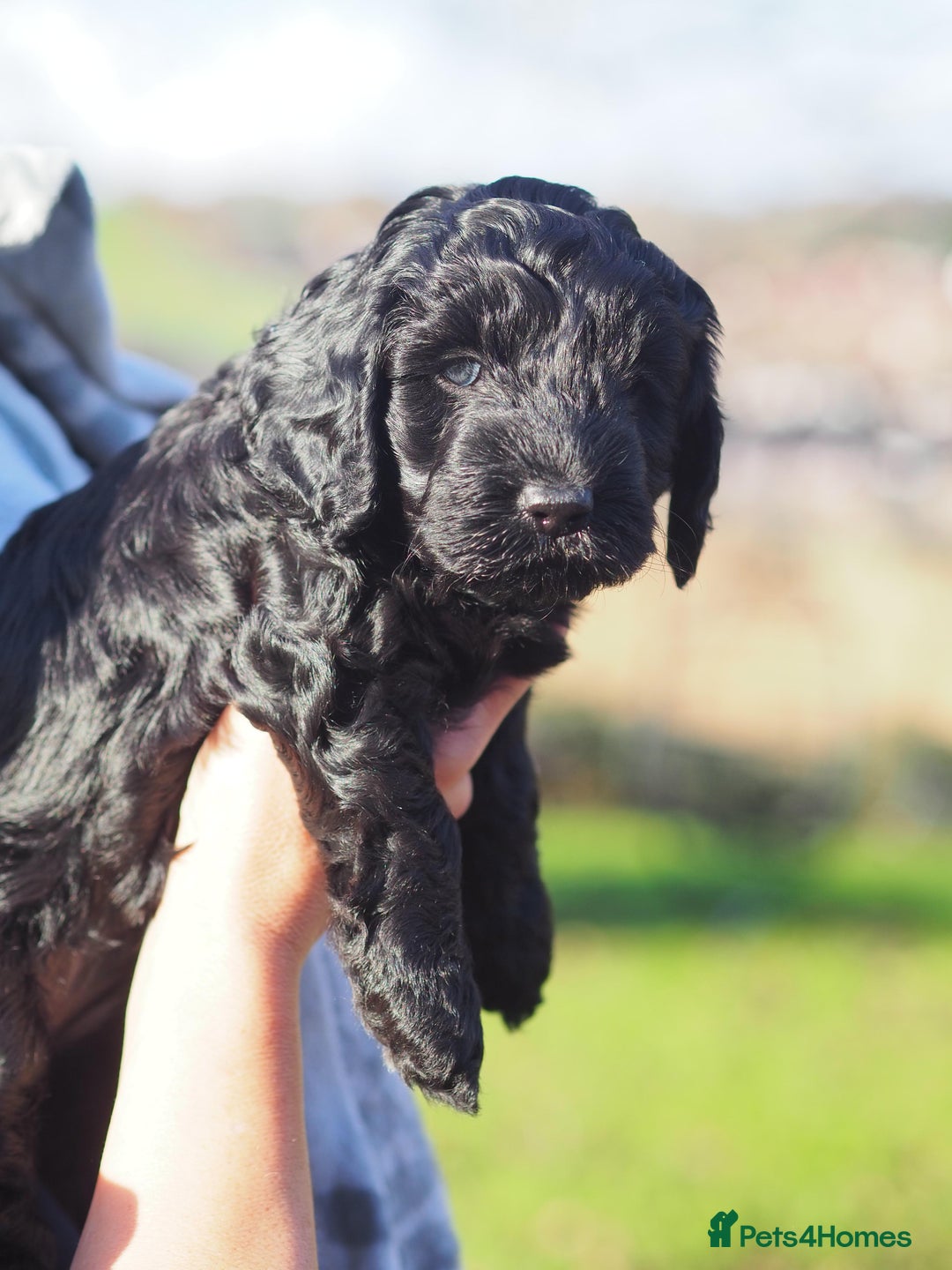 Australian Labradoodle dogs for sale: 5 Australian Labradoodle girls - Advert 3
