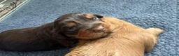 Cocker Spaniel dogs for sale: KC Working cocker spaniels  in Stoke-on-Trent - Advert 7