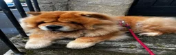 Chow Chow dogs for sale: Beautiful unspayed female chow chow - 4 years old - Advert 5