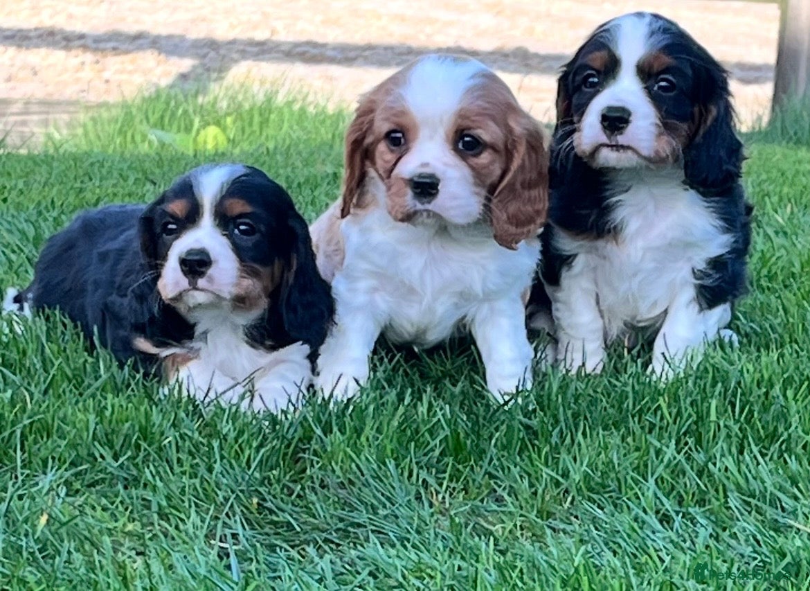 Cavalier King Charles Spaniel dogs Beautiful King Charles Cavalier puppies - Advert 11