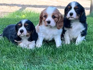 Cavalier King Charles Spaniel dogs Beautiful King Charles Cavalier puppies - Advert 11