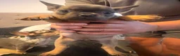 French Bulldog dogs for sale: 2 beautiful female French bull puppies  in Stockton-on-Tees - Advert 16