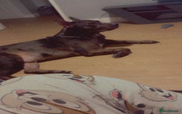 Staffordshire Bull Terrier dogs for stud: 💙 Handsome Tri-Breed Stud Available! - Advert 4