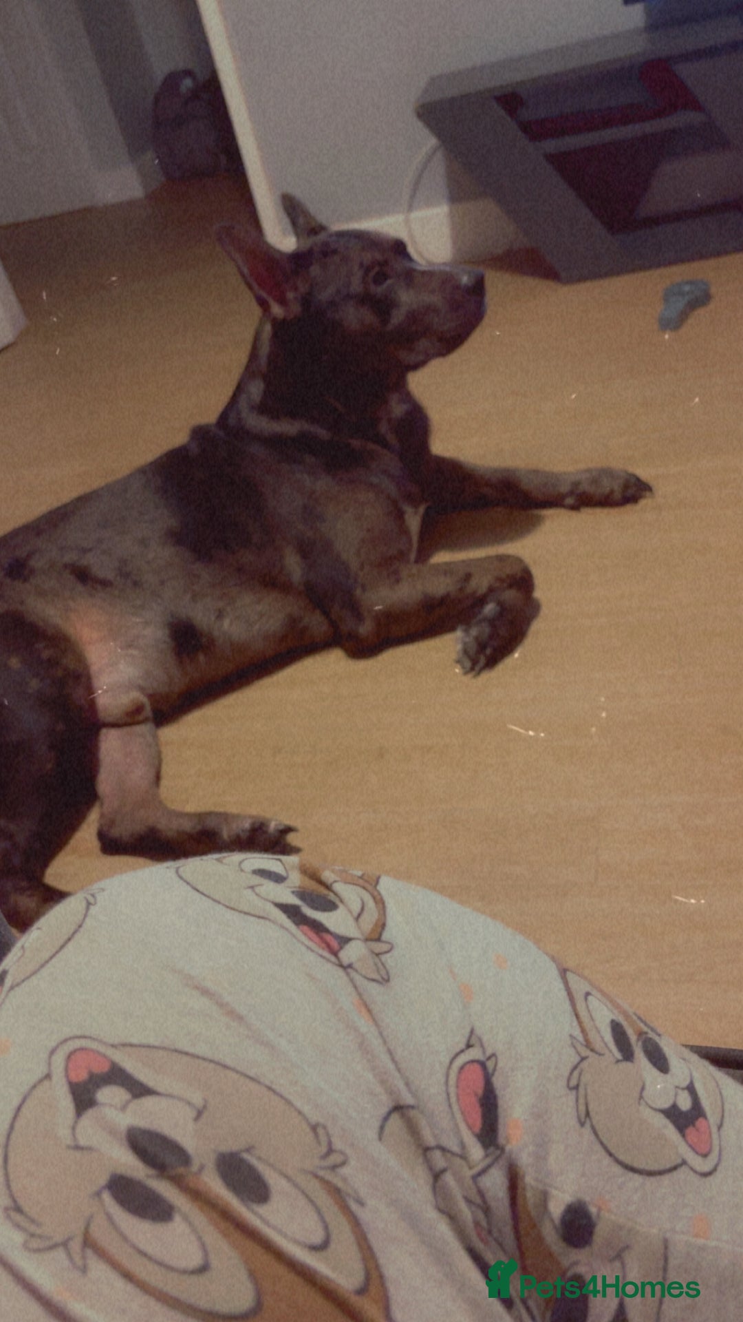 Staffordshire Bull Terrier dogs for stud: 💙 Handsome Tri-Breed Stud Available! - Advert 4