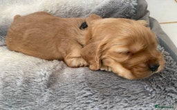 Cocker Spaniel dogs for sale: KC Reg Show Type Golden Cocker Spaniel puppies - Image 17