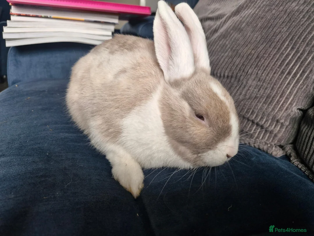Lionhead rabbits for sale: Lion head  rabbits  - Advert 4