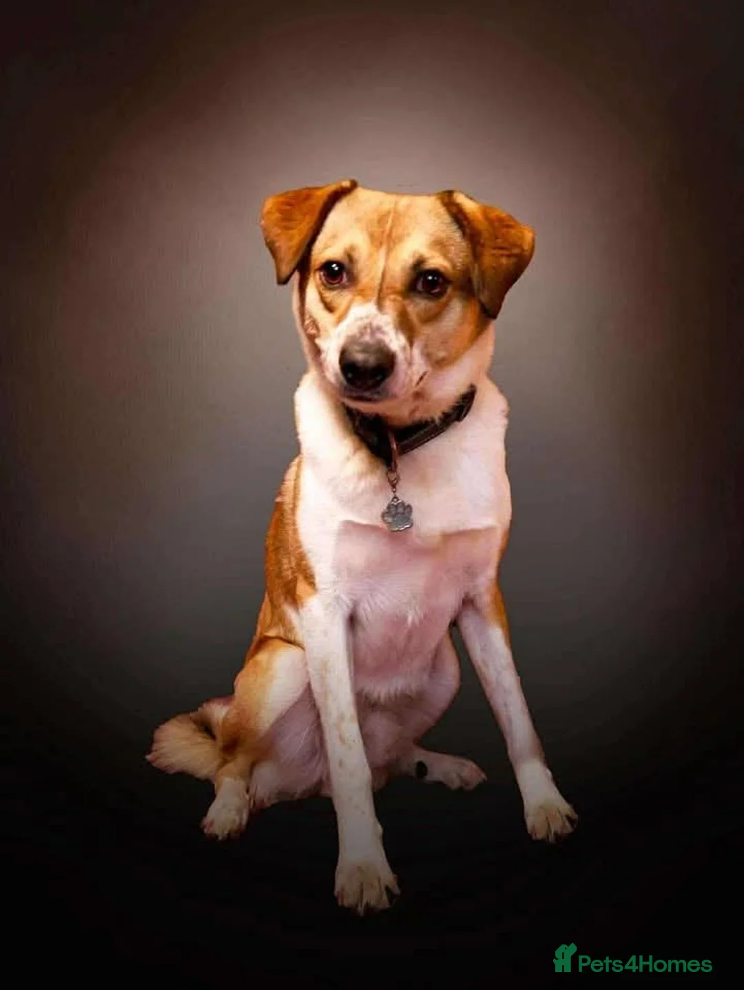 Mixed Breed dogs for sale: A loving boy looking for a home in Kingsbridge - Advert 1