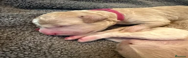 Mixed Breed 7 - Pink