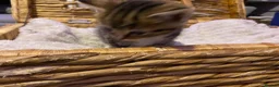 Ragdoll cats for sale: Cute kittens - Advert 6