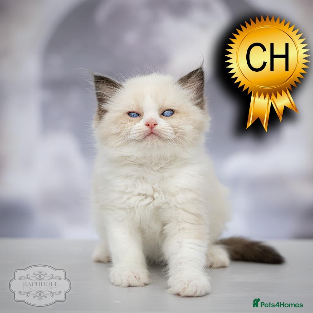 Ragdoll cats Ragdoll Kitten Boy | CHAMPION PARENTS TICA - Advert 2