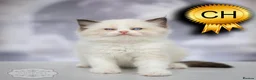 Ragdoll cats for sale: Ragdoll Kitten Boy | CHAMPION TICA £1500  - Advert 23