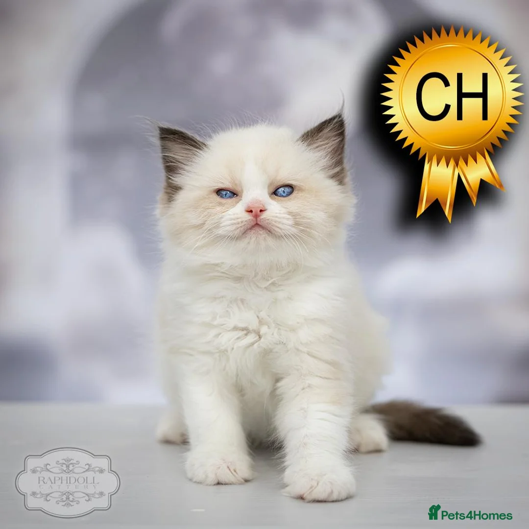 Ragdoll cats for sale: Ragdoll Kitten Boy | CHAMPION TICA £1500  - Advert 23