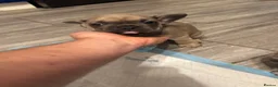 French Bulldog dogs for sale: 6 Beautiful French Bulldog Puppies  - Advert 7