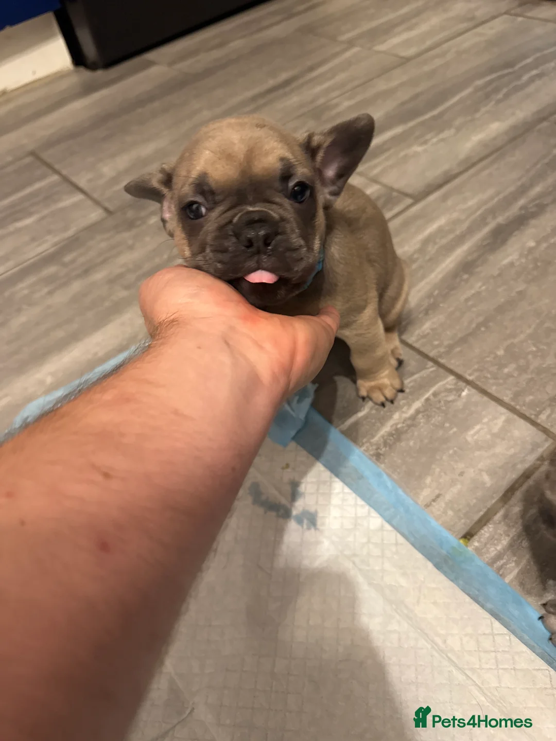 French Bulldog dogs for sale: 6 Beautiful French Bulldog Puppies  - Advert 7