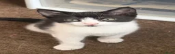 British Shorthair cats for sale: Beautiful kitty - Advert 2