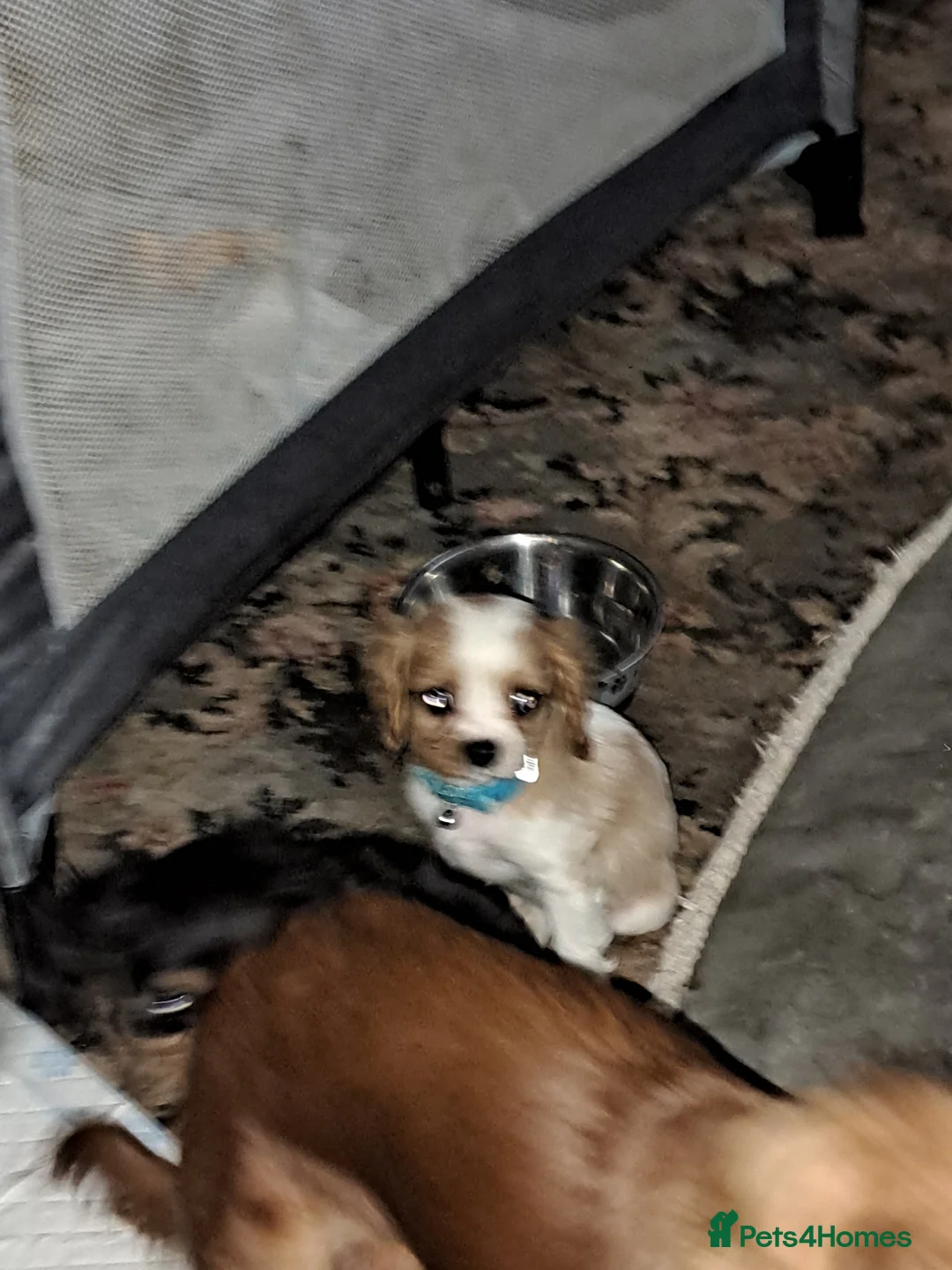 Cavalier King Charles Spaniel dogs for sale: For sale  - Advert 3