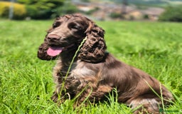Cocker Spaniel dogs for sale: Show Cocker spaniel  - Image 3